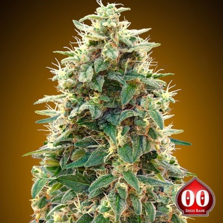 Auto 00 Cheese Cannabis Plant