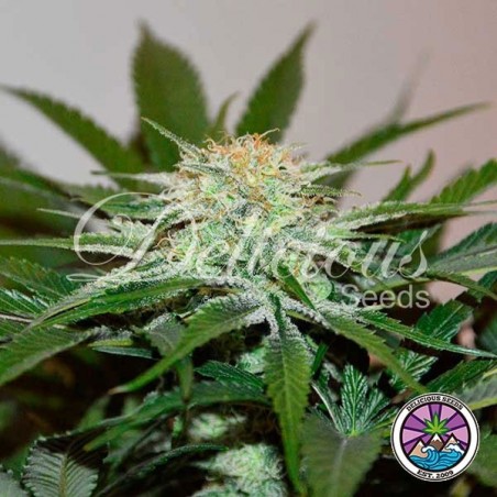 Descojack marijuana plant