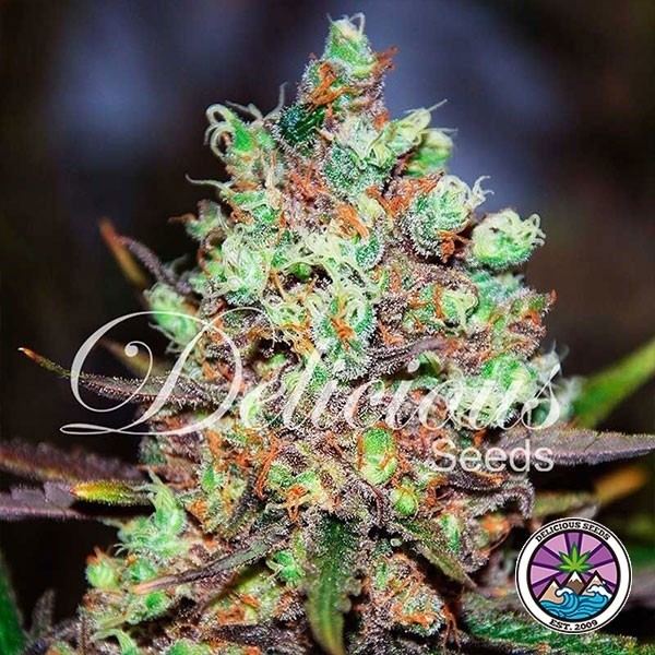 View Cotton Candy Kush cannabis plant