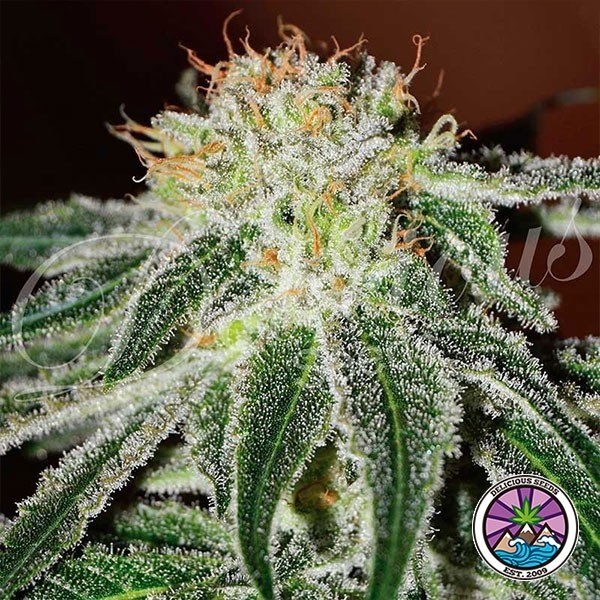 Black Russian cannabis plant