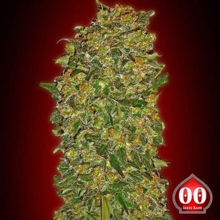 Chocolate Kush marijuana plant