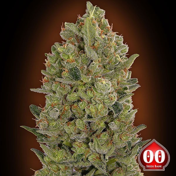 View 00 Cheese Cannabis Plant