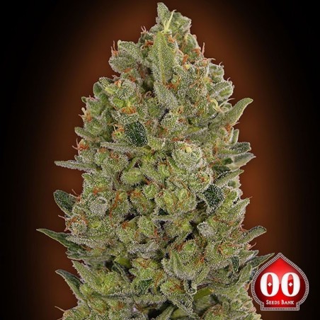 00 Cheese Cannabis Plant