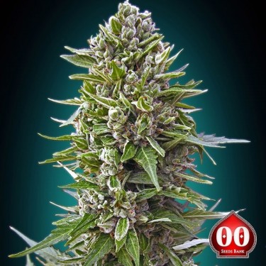 Auto Northern Lights marijuana plant
