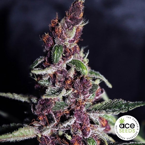 View Violeta Indica by ACE Seeds feminized - GB