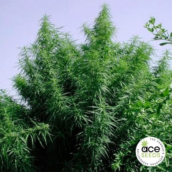 View Tropical Mix Fem Cannabis Plants