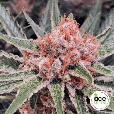 Zamaldelica Fem Cannabis Plant