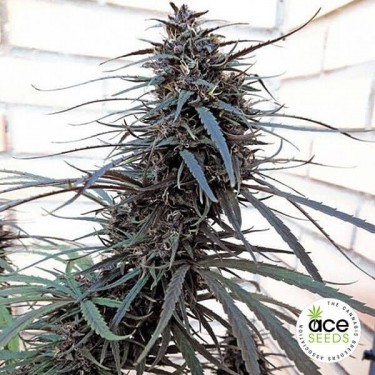 Purple Haze x Malawi feminized