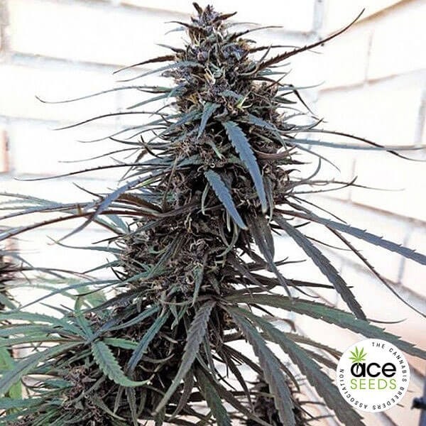 View Purple Haze x Malawi Fem Cannabis Plant