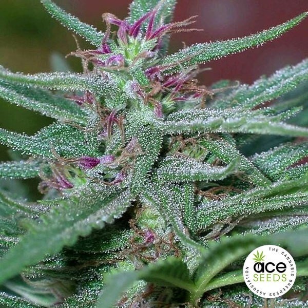 View Panama feminized Cannabis Plant