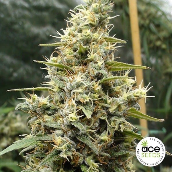 View Panama Haze feminized Cannabis Plant