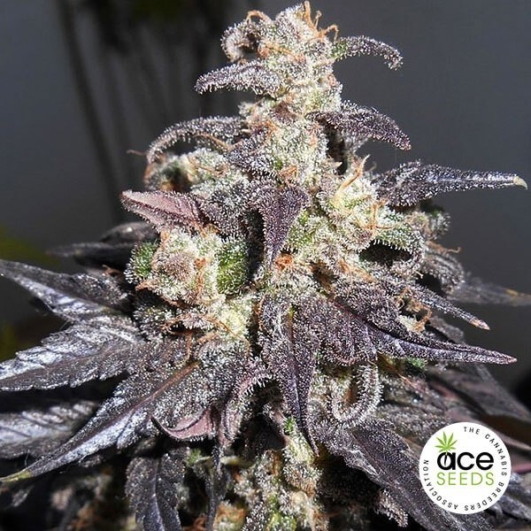 View Kali China feminized Cannabis Plant