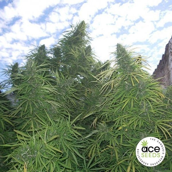 Golden Tiger feminized Cannabis Plant