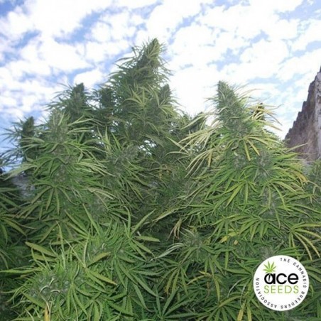Golden Tiger feminized Cannabis Plant