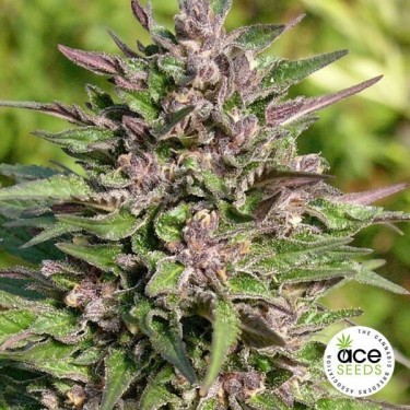 Congo feminized Cannabis Plant