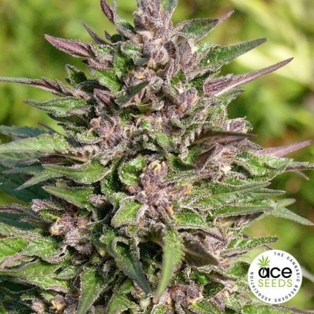Congo feminized Cannabis Plant