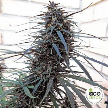 Purple Haze x Malawi Regular Cannabis Plant