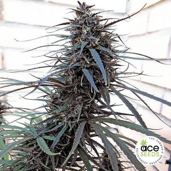 View Purple Haze x Malawi Regular Cannabis Plant