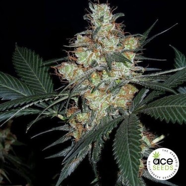 Nepal Jam Regular Cannabis Plant