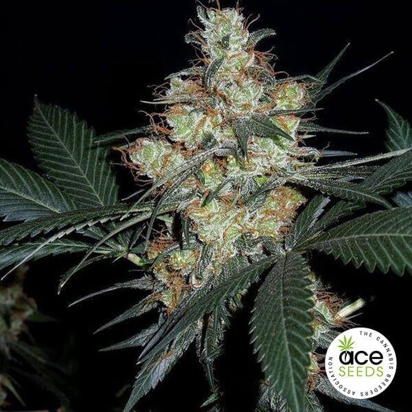 View Nepal Jam Regular Cannabis Plant