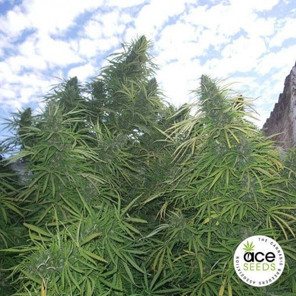 Golden Tiger Regular Cannabis Plant