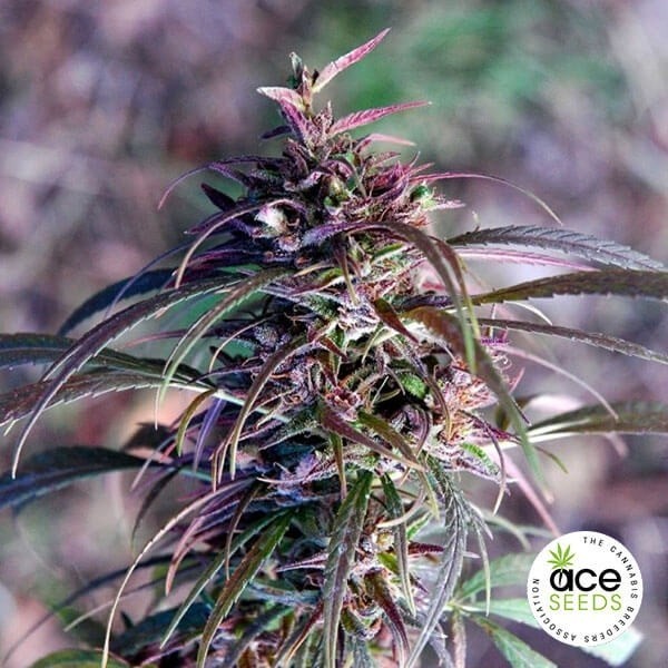 Oldtimer's Haze Regular Cannabis Plant