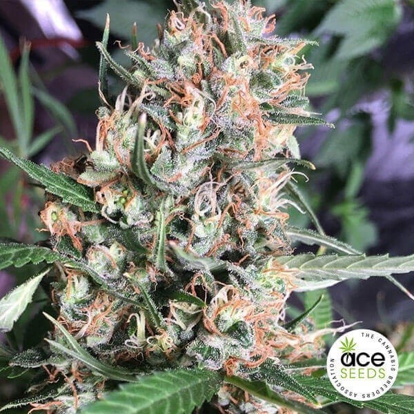 View Orient Express Regular Cannabis Plant