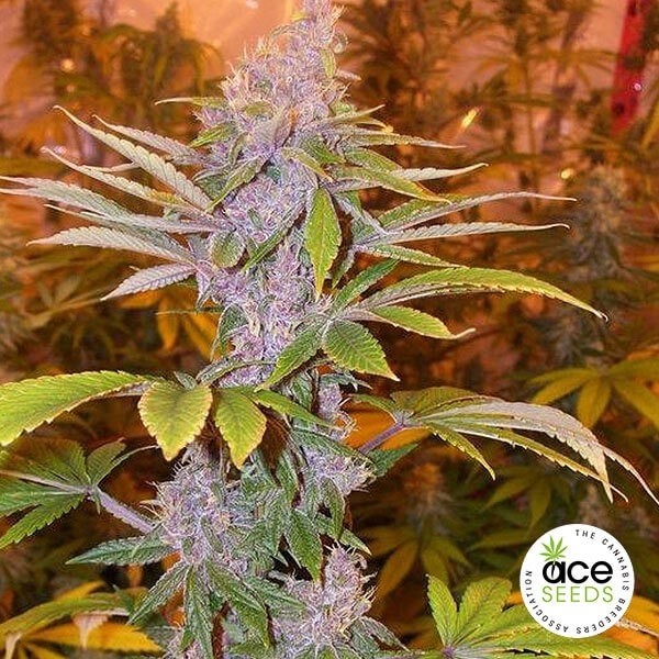 Pakistan Chitral Kush Regular cannabis plant