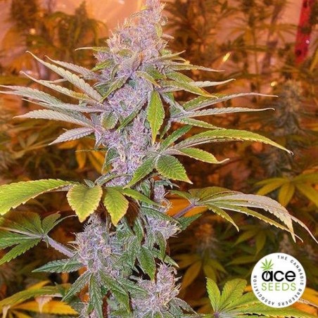 Pakistan Chitral Kush Regular cannabis plant