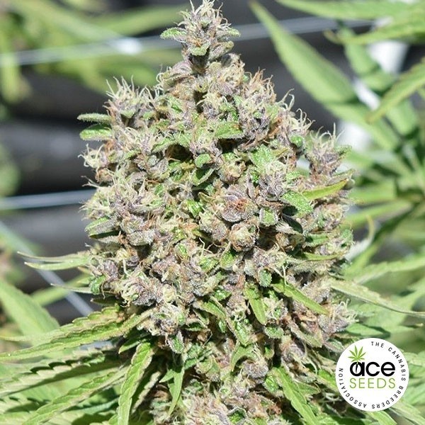 View Malawi x PCK regular Cannabis Plant