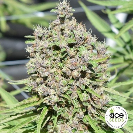 Malawi x PCK regular Cannabis Plant