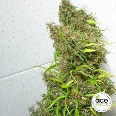 Honduras Regular Cannabis Plant