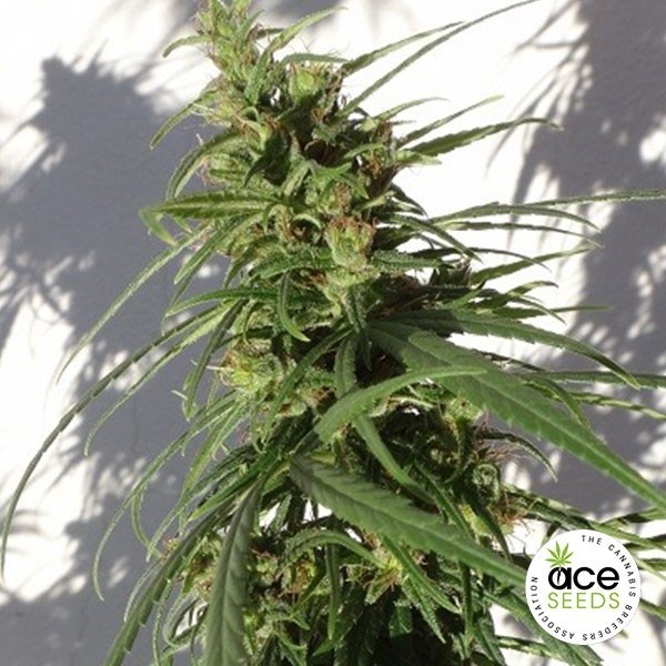 View Etiope Regular Cannabis Plant