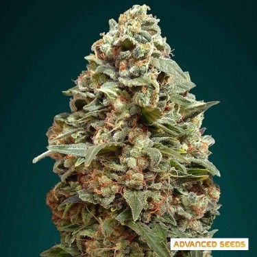 Afghan Skunk cannabis plant
