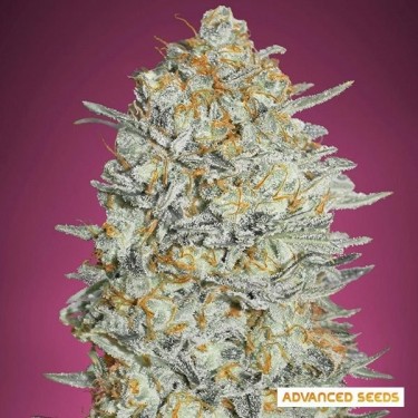 Gelato 33 Fast Marijuana Plant