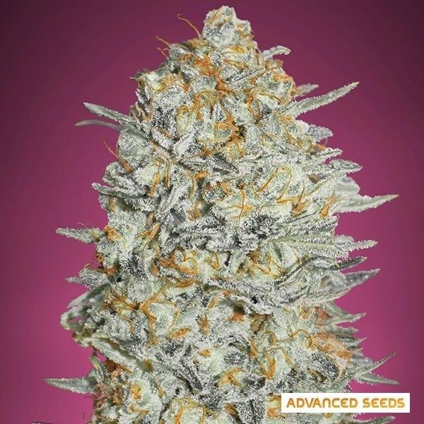 Gelato 33 Fast Marijuana Plant