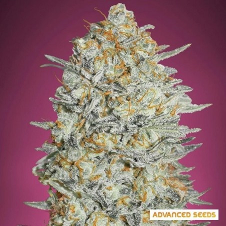 Gelato 33 Fast Marijuana Plant