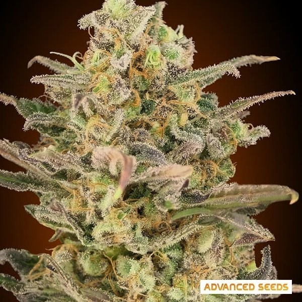 Somango Glue Marijuana Plant