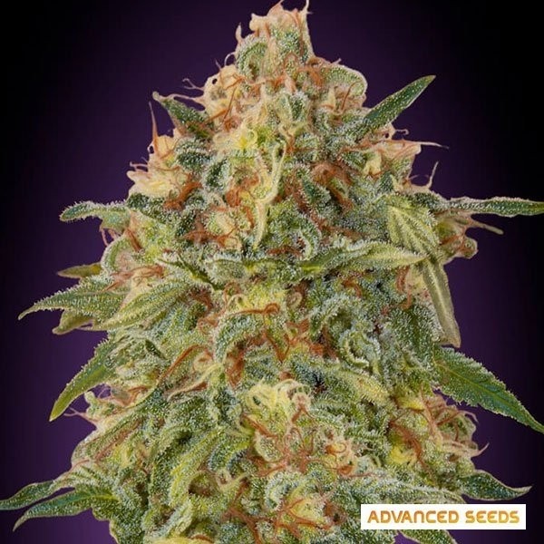View Zkittlez Marijuana Plant