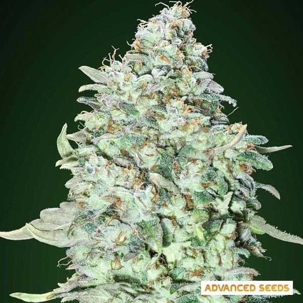 View OG Kush SFV Marijuana Plant