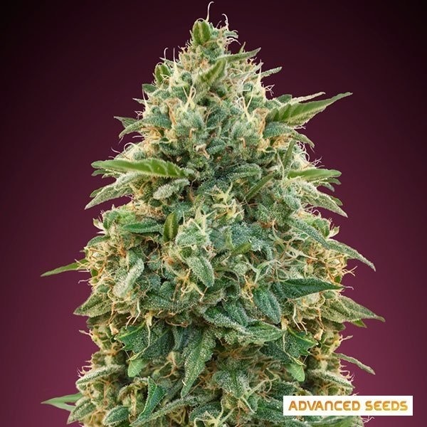 View Amnesia Cannabis Plant