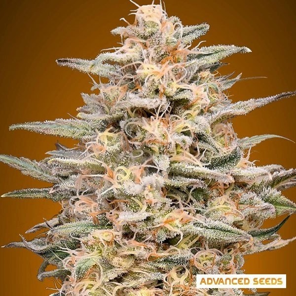 View Somango Widow cannabis plant