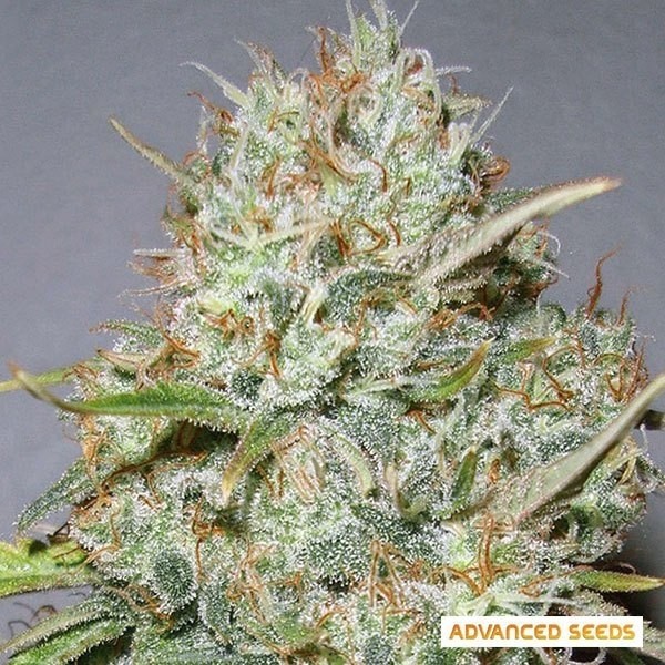 Shark Widow cannabis plant