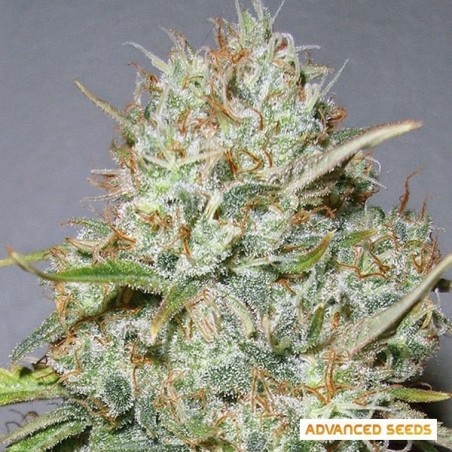 Shark Widow cannabis plant