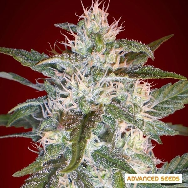 View Kaya 47 cannabis plant