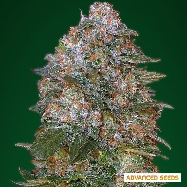 Critical Soma cannabis plant