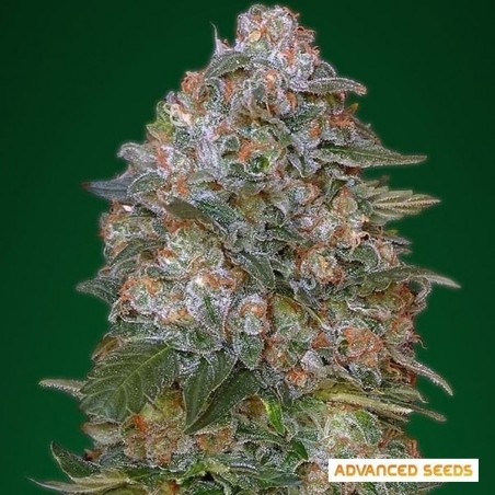 Critical Soma cannabis plant
