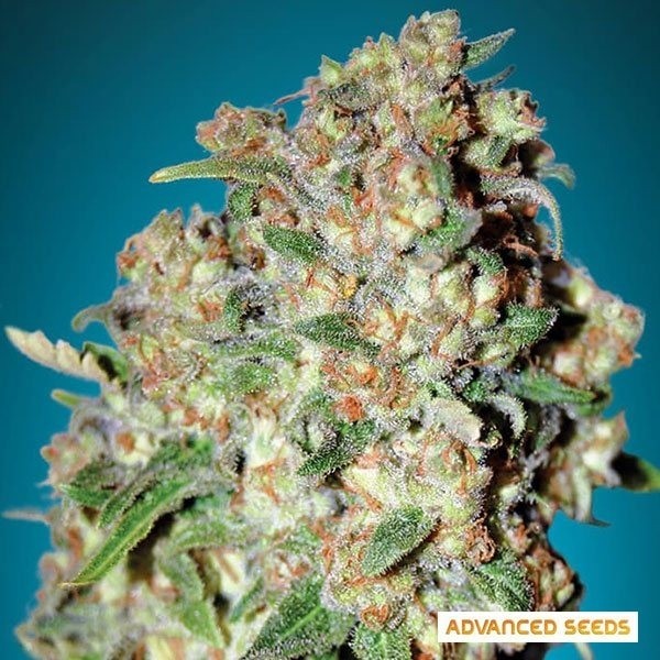 View Critical cannabis plant