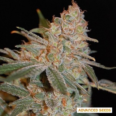 View Black Diesel cannabis plant