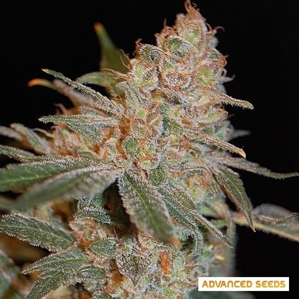 View Black Diesel cannabis plant